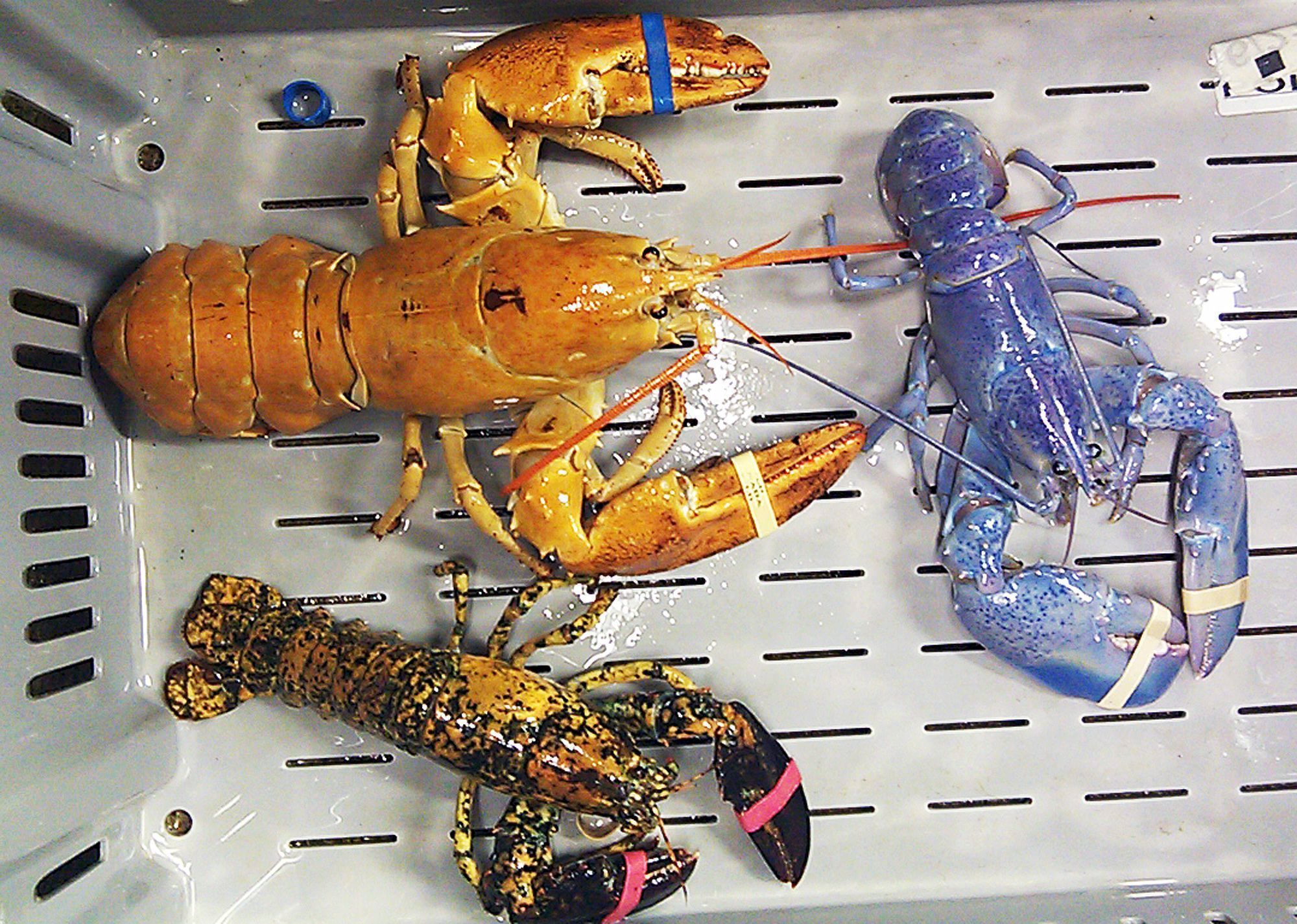 multicolored_lobsters_24800712.jpg