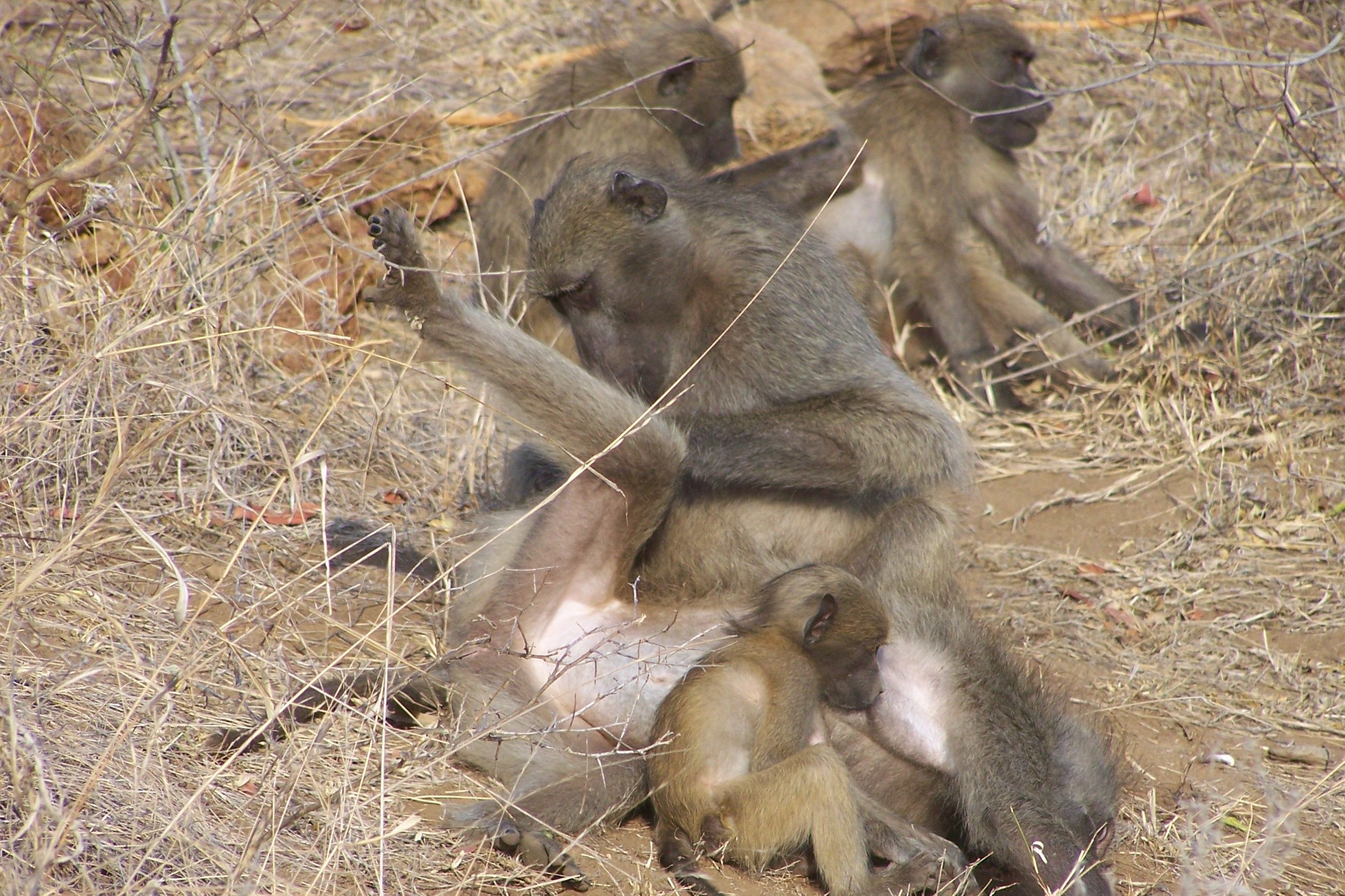 KNP Satara-Lower Sabi 2009 464.JPG