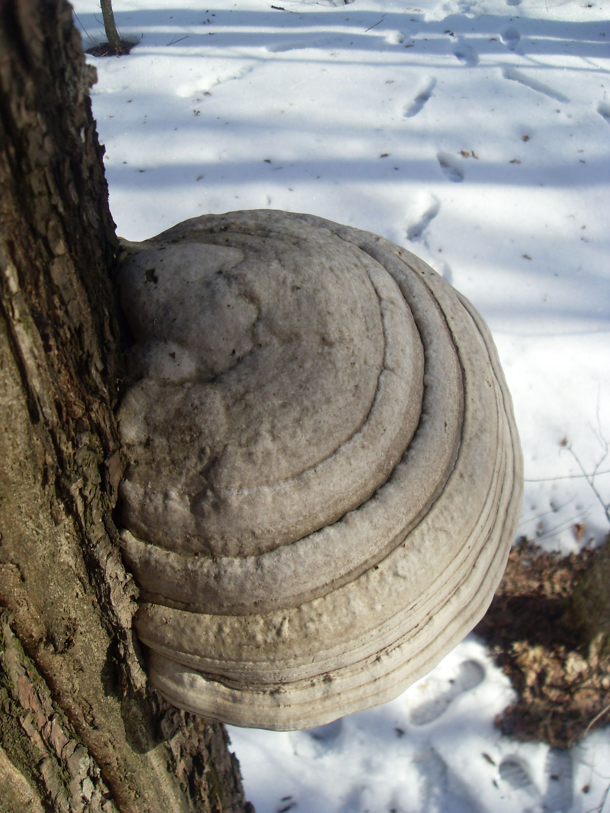 SDC12715.JPG