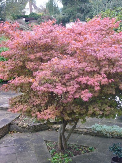 japanese-maple-tree-400x533.jpg