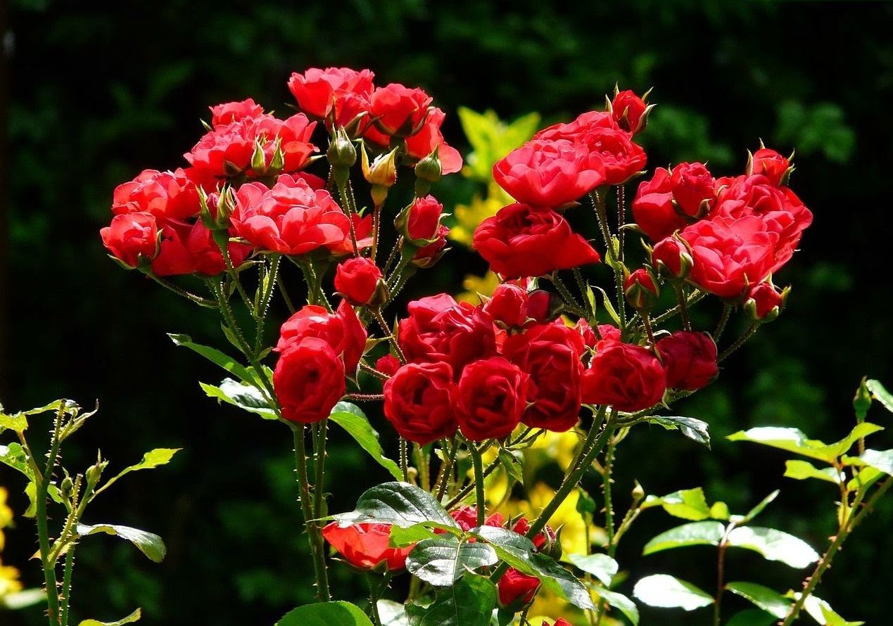 24 Bunga  Mawar  Untuk Kecantikan Gambar Bunga  HD