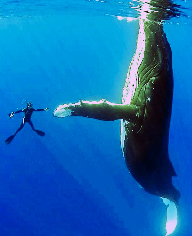 swim-with-a-humpback-whale.jpg