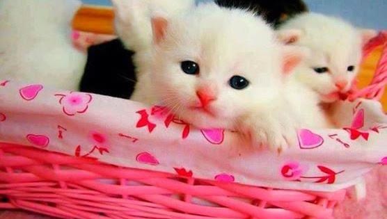 cute-cat-image-with-pink-basket-635757328304030095-15542.jpg