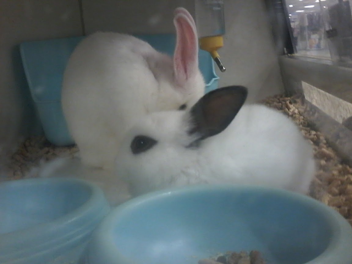 bunny 1.jpg