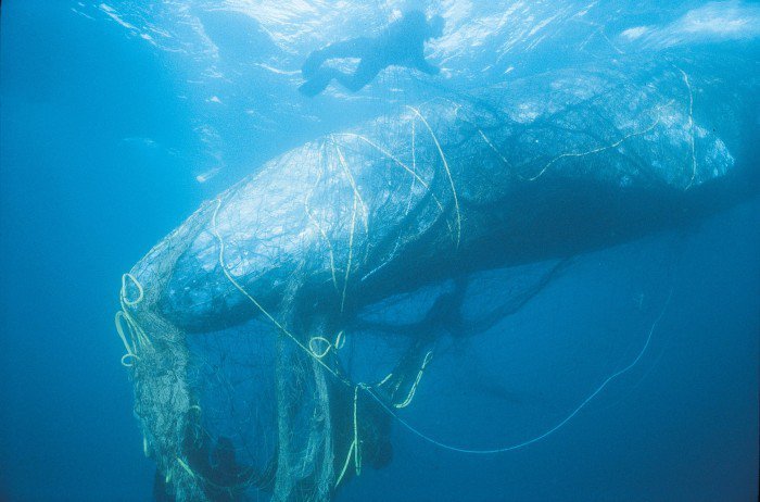 Bycatch-Gray-Whale-In-Net-c-BobTalbot-via-Monofilament-Recovery-Recycling-Program-700x462.jpg