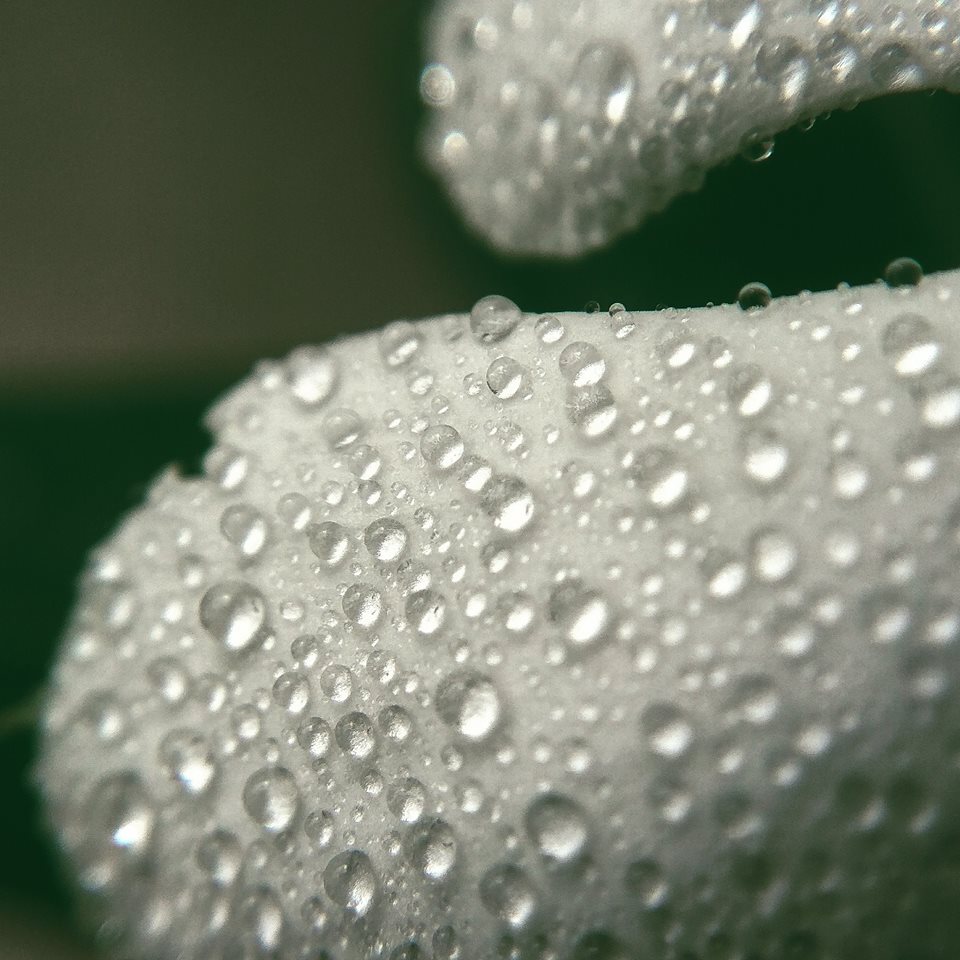 raindrops4.jpg