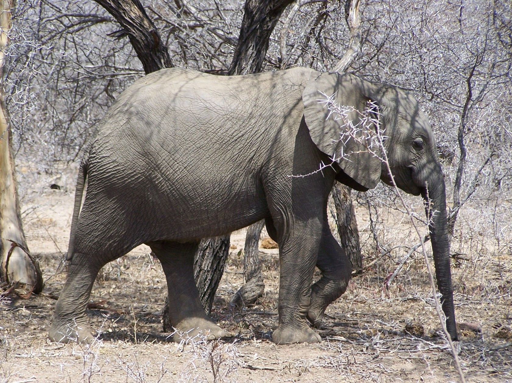 elephant.jpg