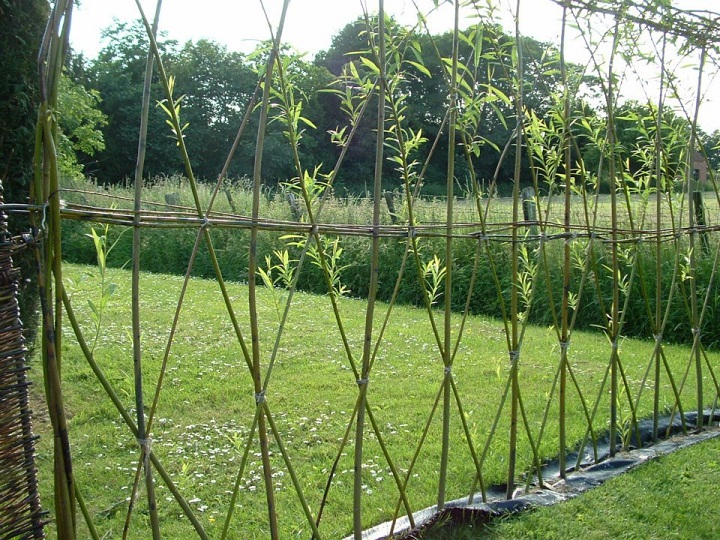 89 live willow fence.jpg