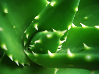 Aloe Plant.jpg