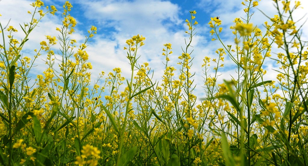 yellow flowers 3.jpg