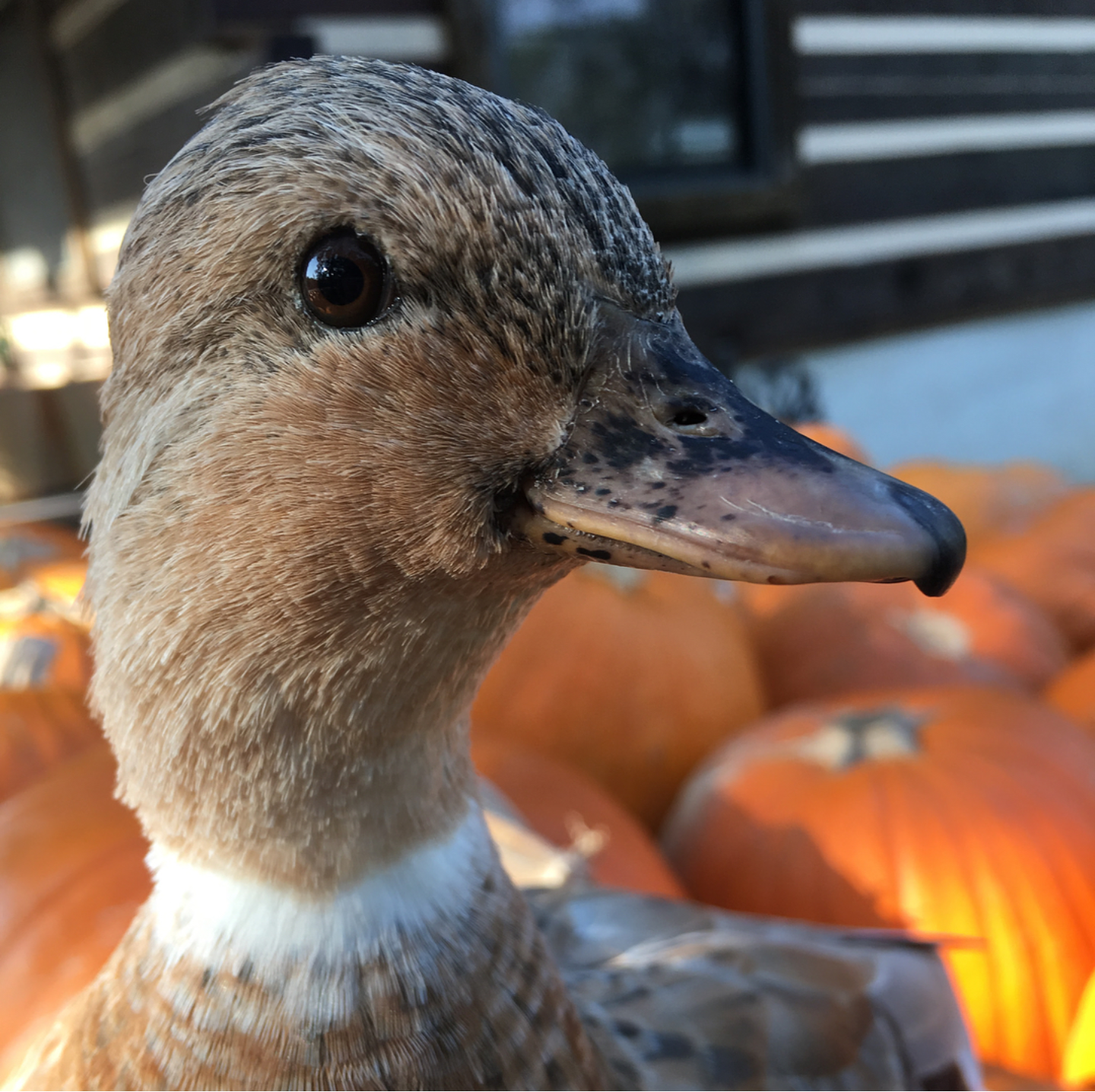 Daddykirbs Farm Tiny Duck