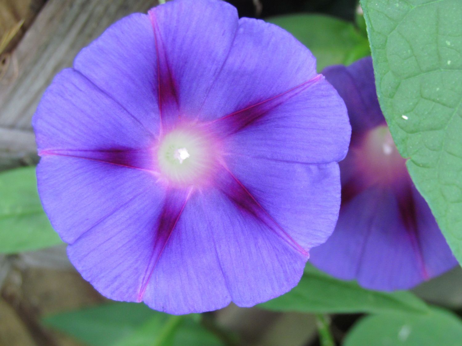 20130913 Lolo and Edit playing, microgreens and eBay stuff 043 Morning glory - deepepr purpple.jpg