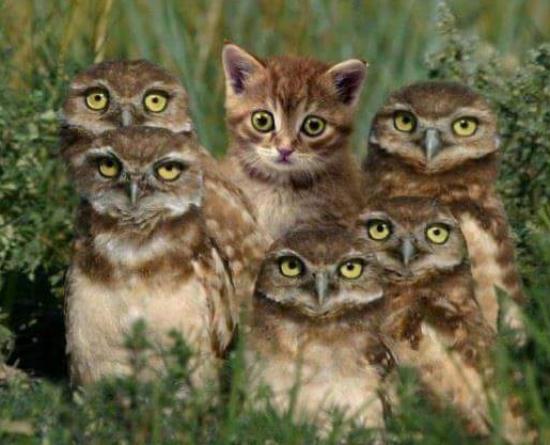 cat standing out with owls111.jpg