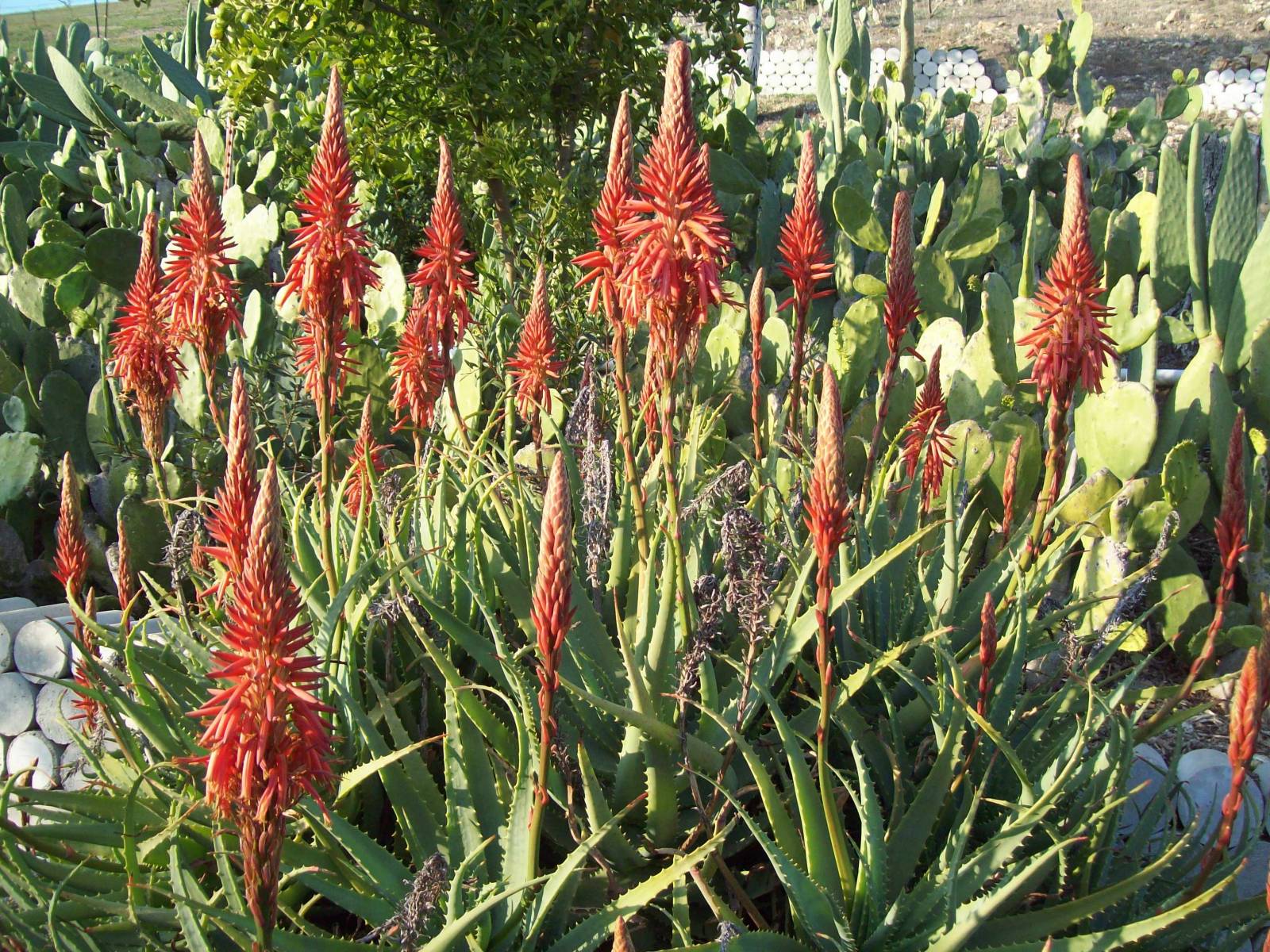 Narottam (Aloe Vera).jpg