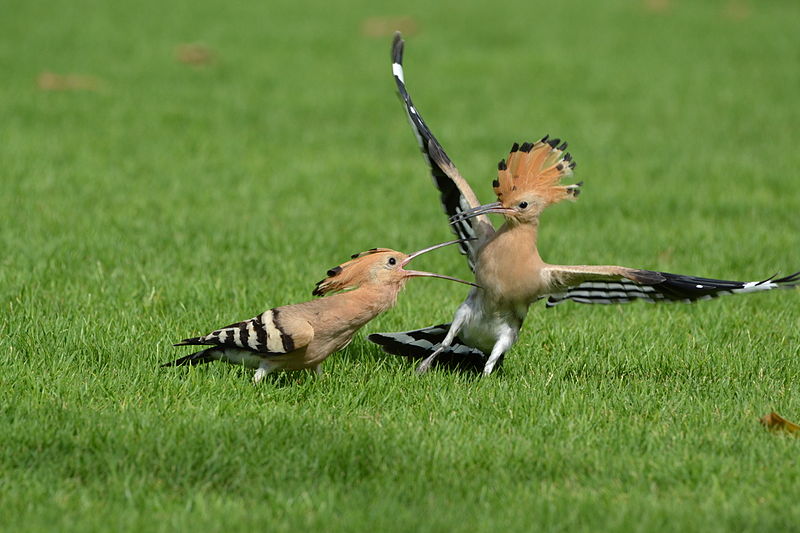 800px-Young_and_mature_hoopoe.jpg