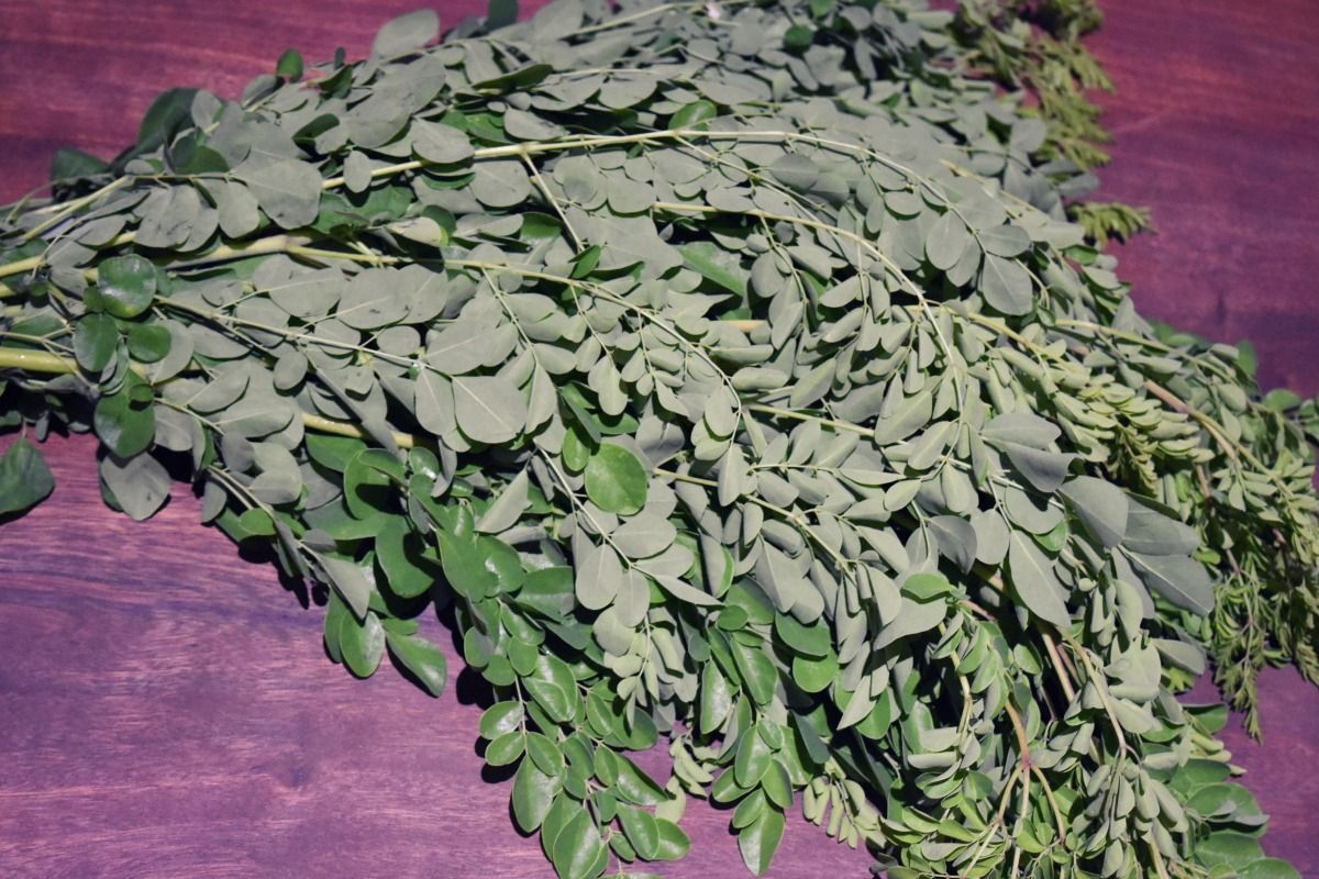 moringa-1.jpg