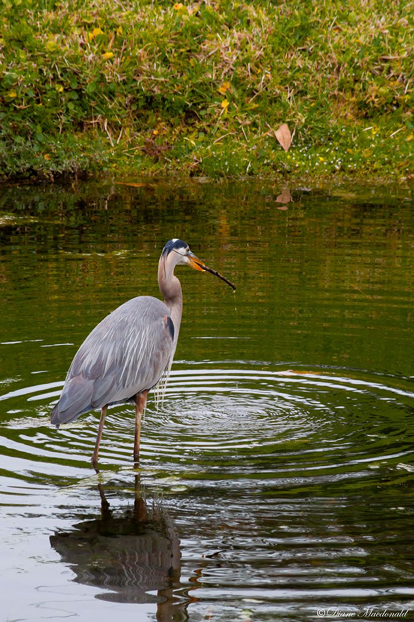 great blue heron-3.jpg