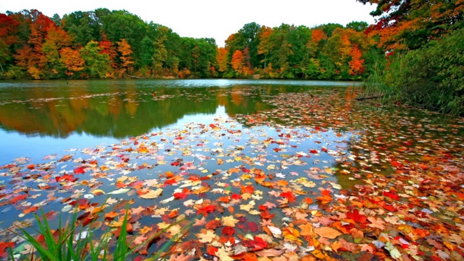 fall-leaves-wallpaper-wallpaperhere.jpg