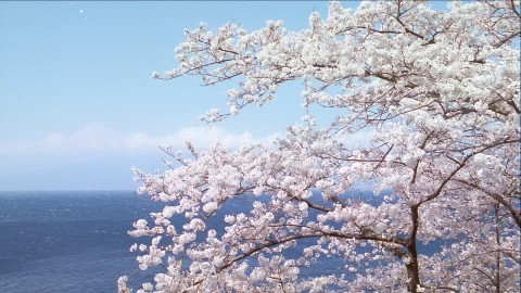 cerezo japones poema mujeres.jpg