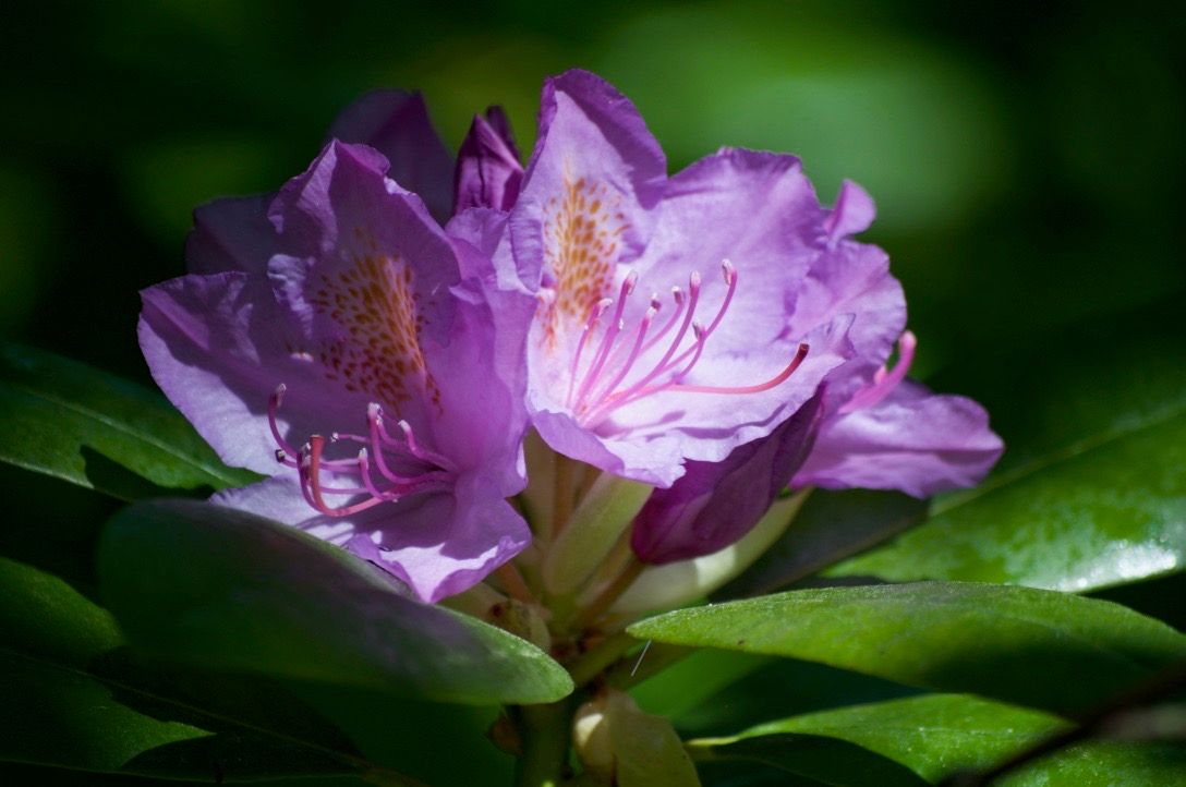 Рододендрон catawbiense grandiflorum фото и описание