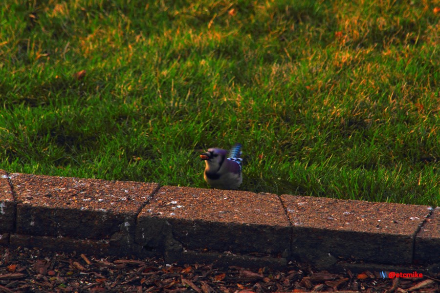blue jay PFW21-sa0007.JPG