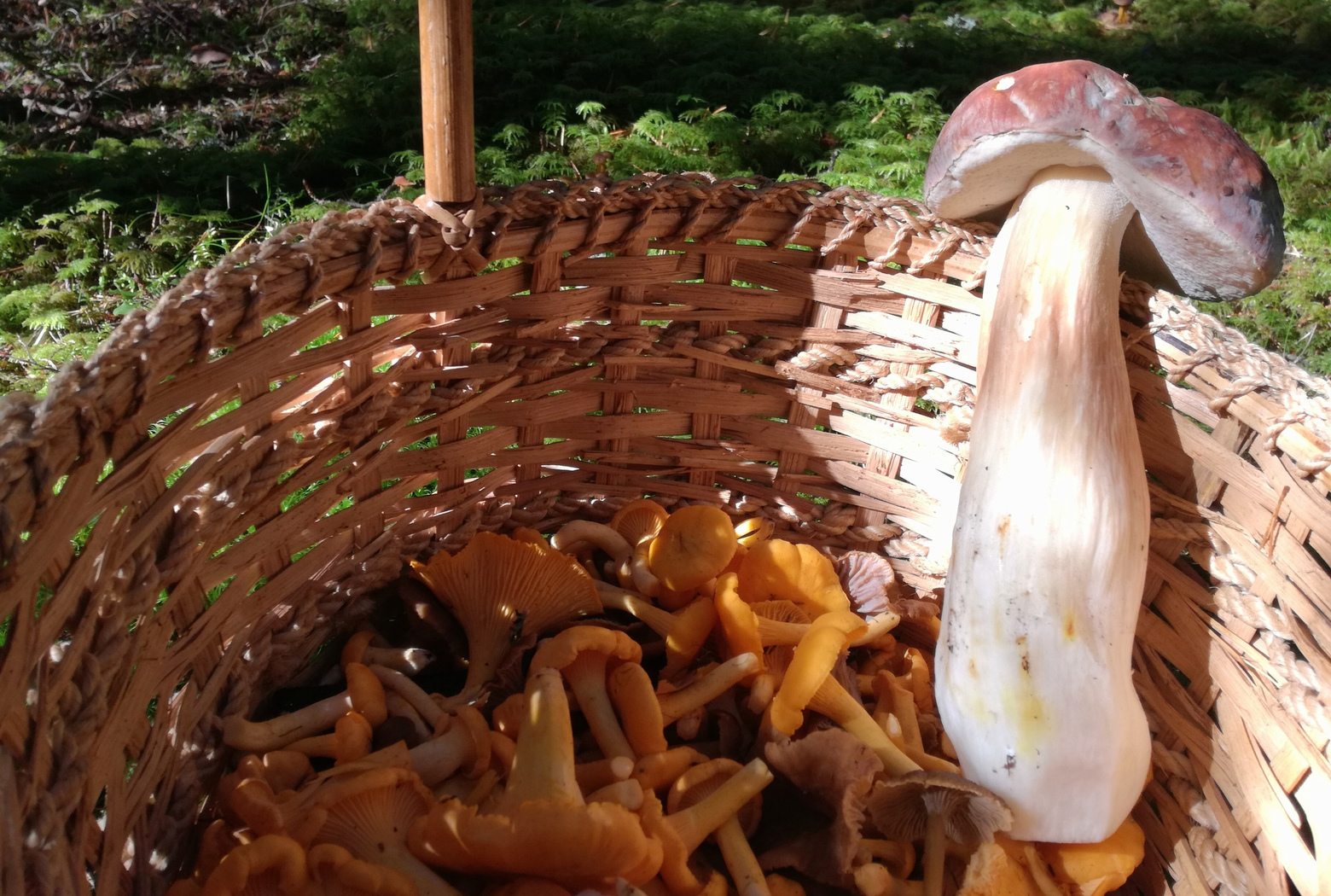 basket of mushrooms.jpg