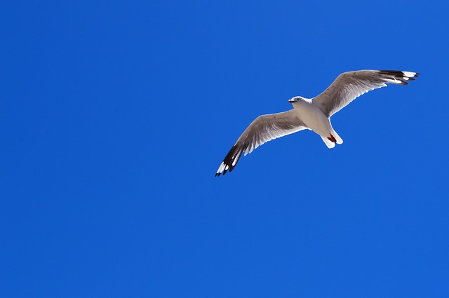 bird-1868488_640.jpg