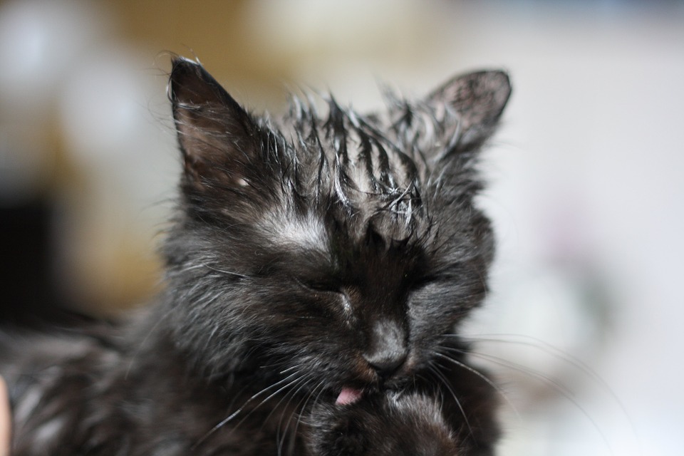 wet_pussy.jpg