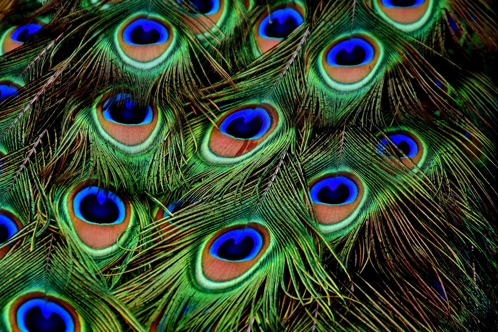peacock-feathers-3013486_1920.jpg