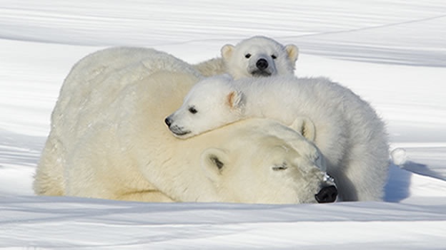 oso-polar-cubs.jpg