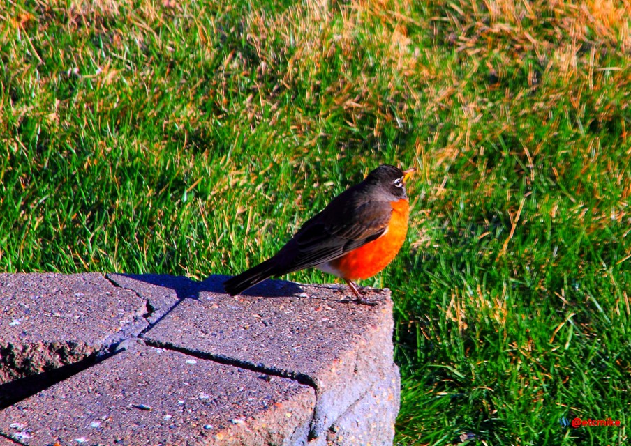 american robin PFW21-sa0049.JPG