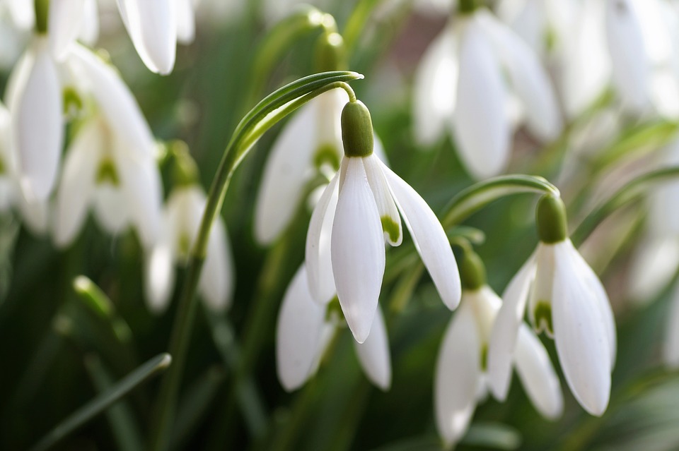 snowdrop-2130470_960_720.jpg