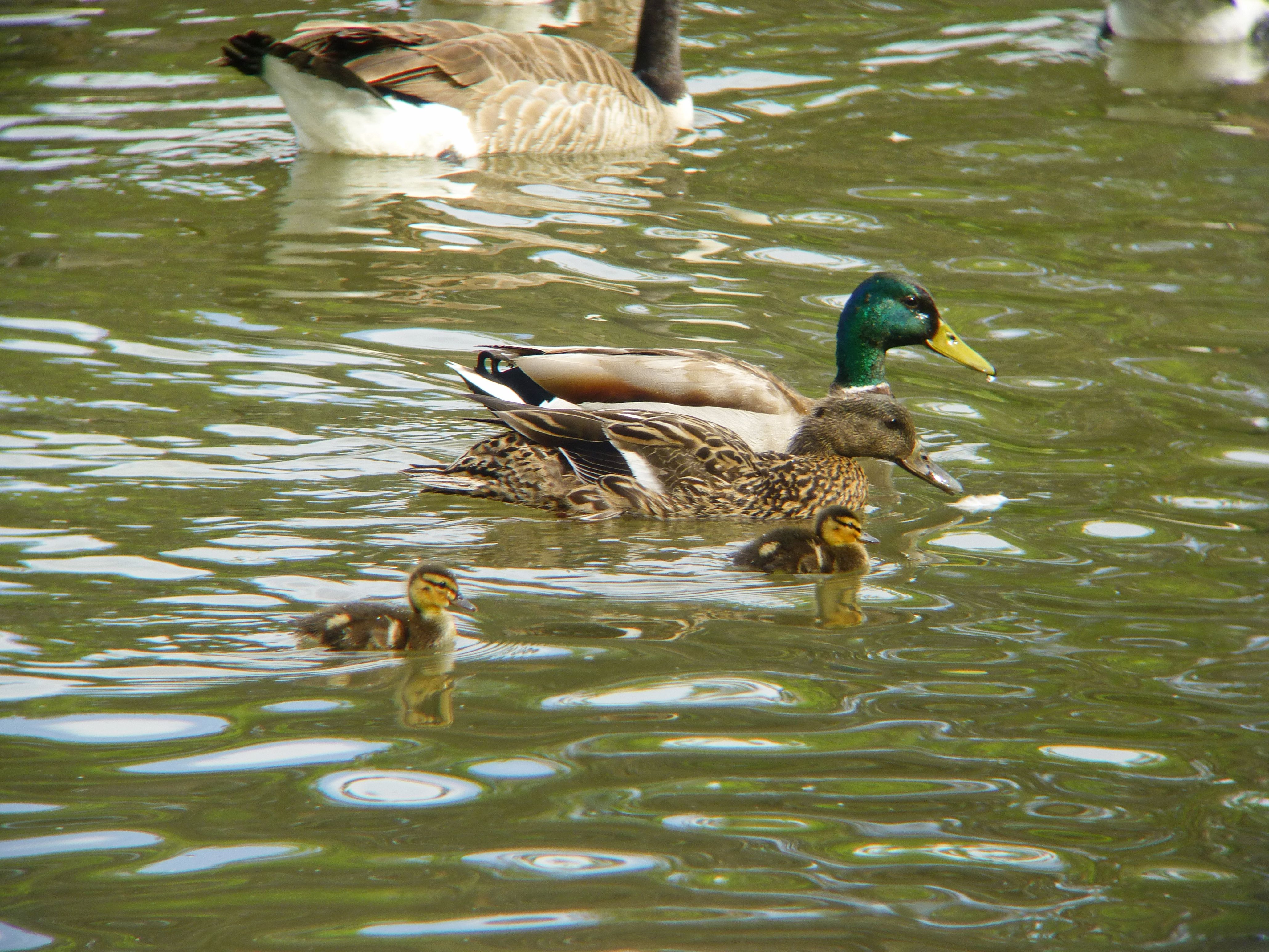 Mallard Family.jpg