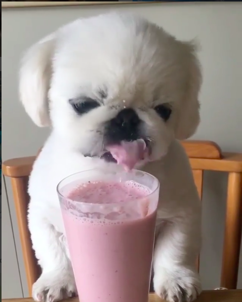 are dogs allowed milkshake