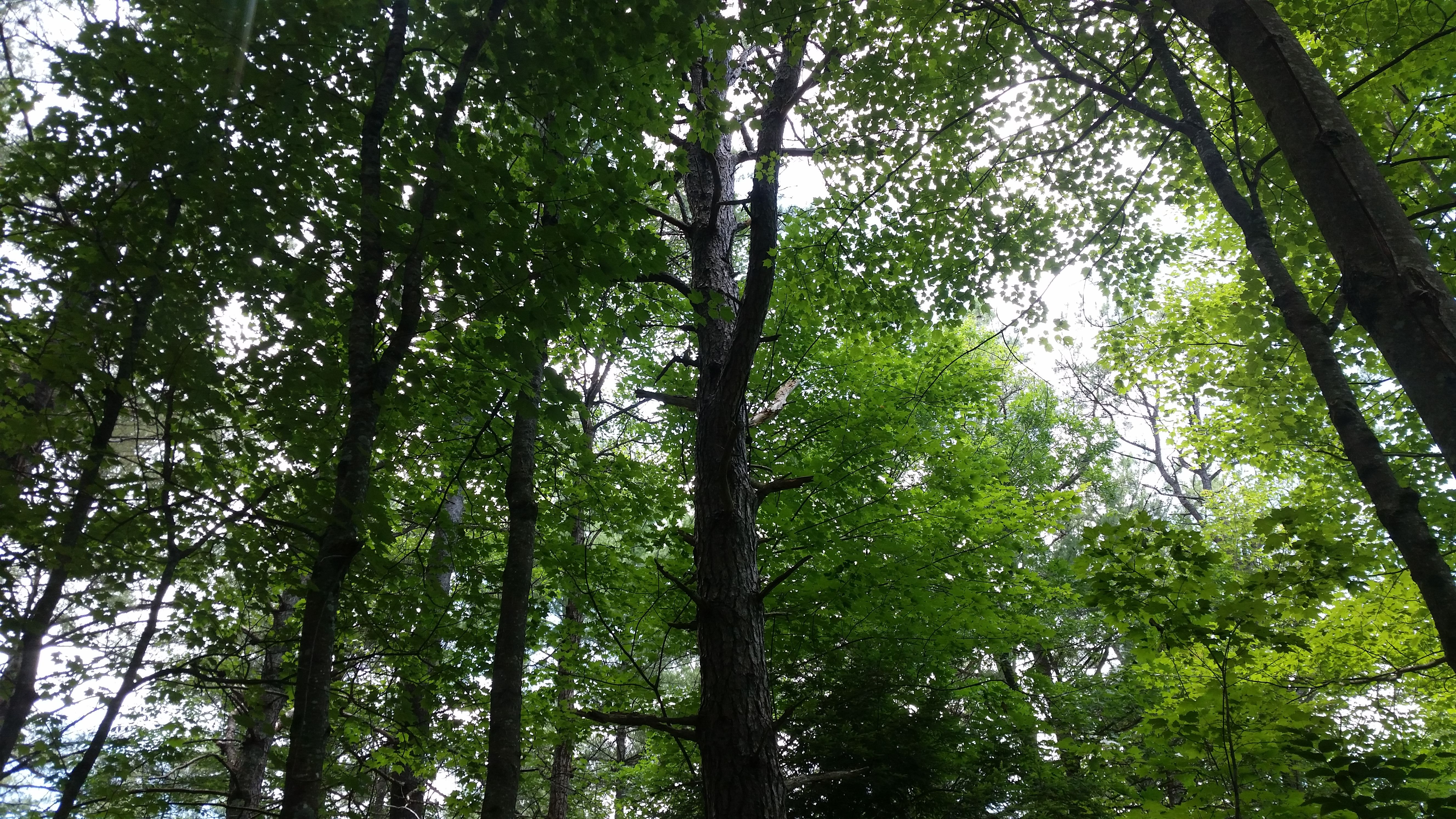 20170711_131526.jpg