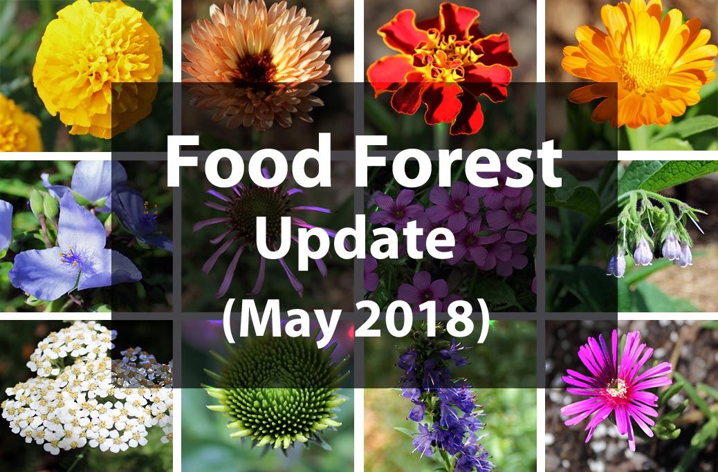food_forest_update.jpg