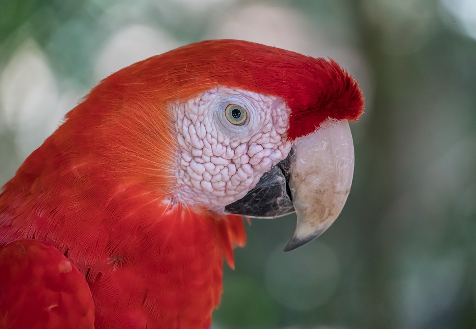 macaw-3282798_960_720.jpg