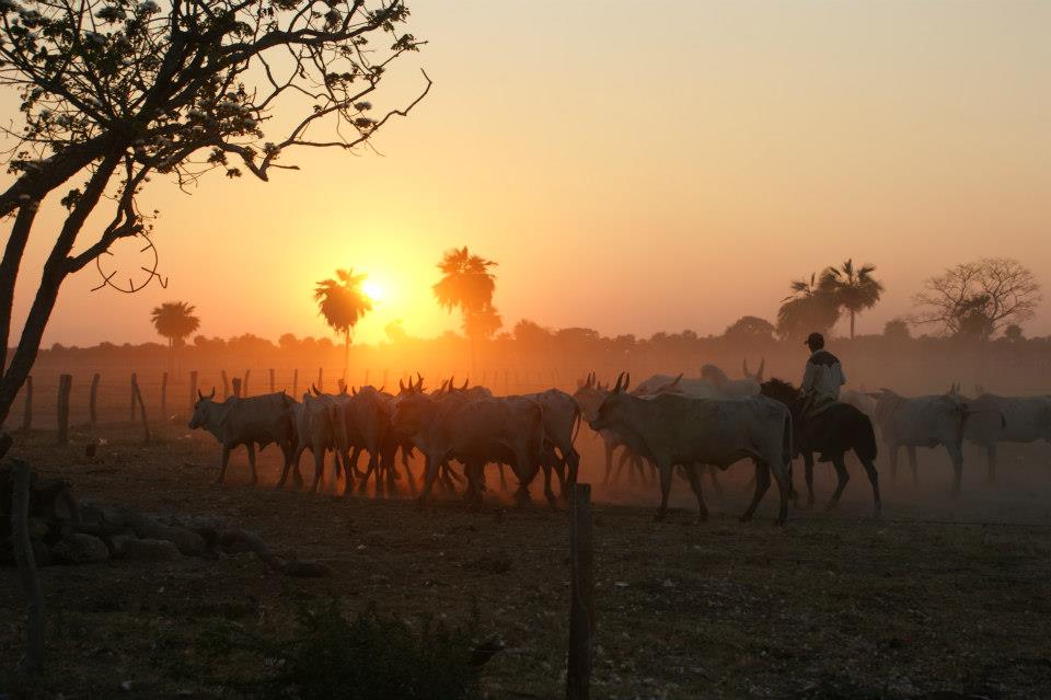 atardecer llanero.jpg