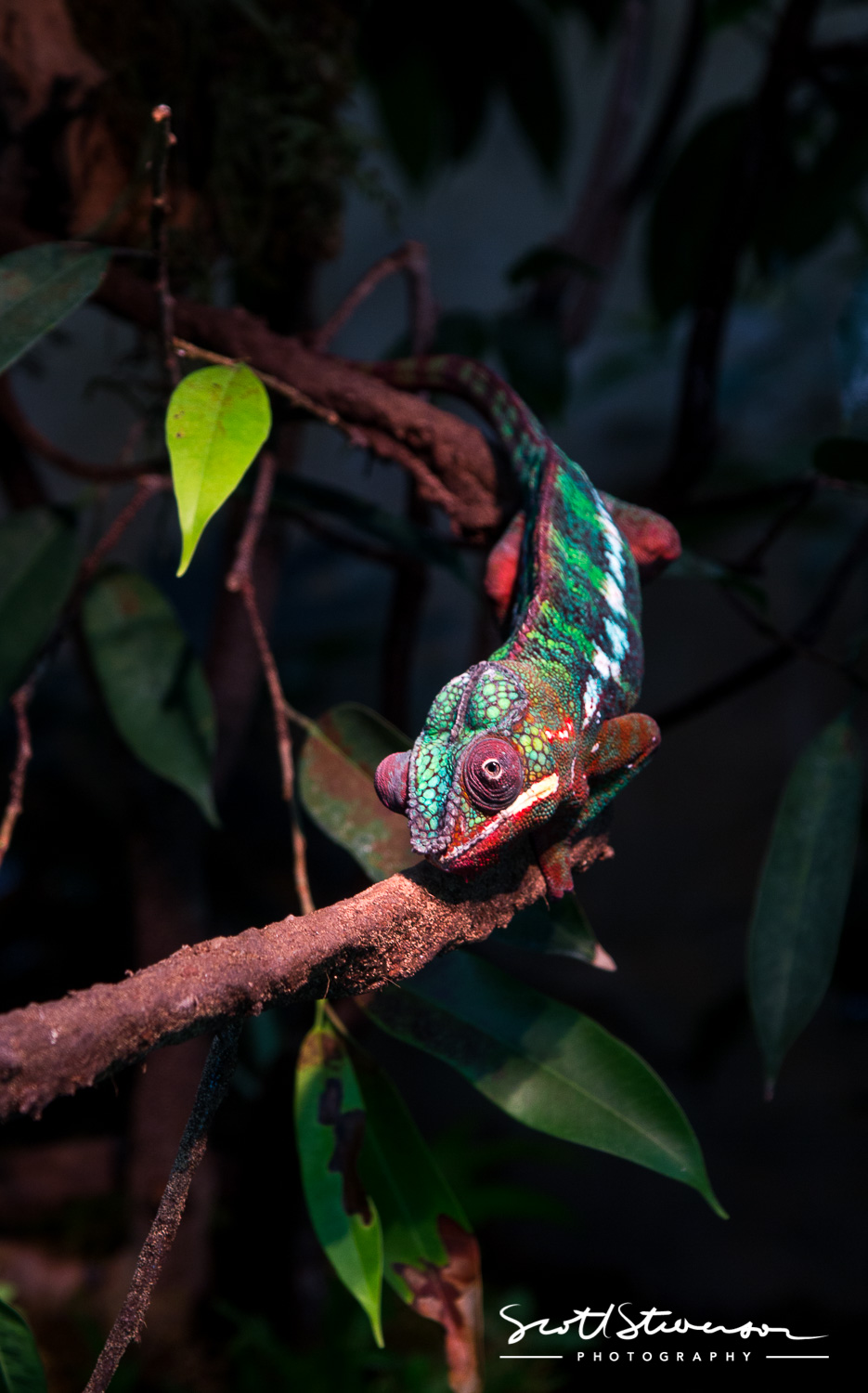 chameleon-1.jpg