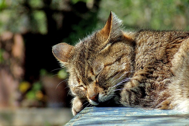 Garden-Cat-Sleeping-Brown-Domestic-Tabby-Cute-590684.jpg