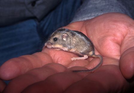 Pacific_pocket_mouse_4.jpg