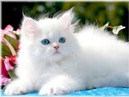 kucing 2.jpg