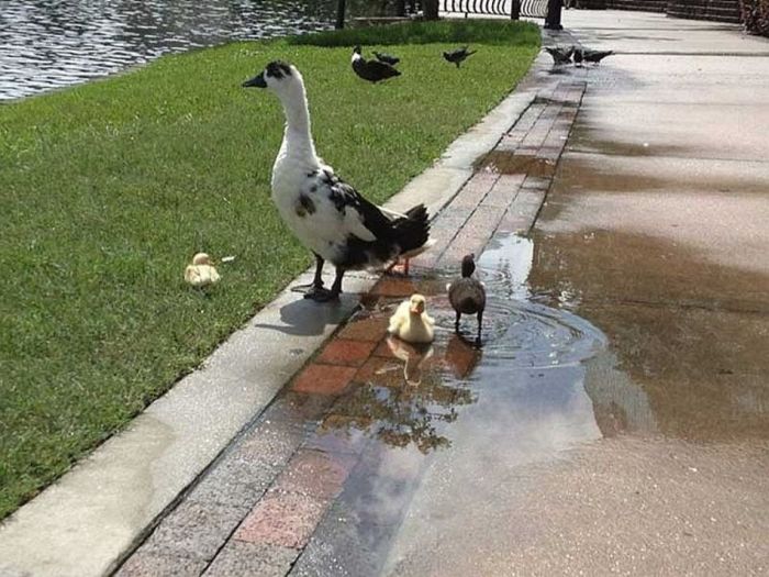 Cute ducks.jpg