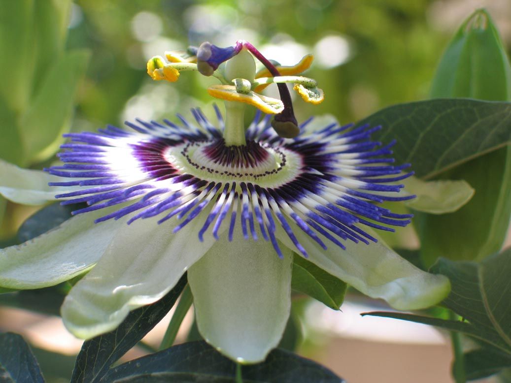 Pass_Passiflora_coerulea.JPG