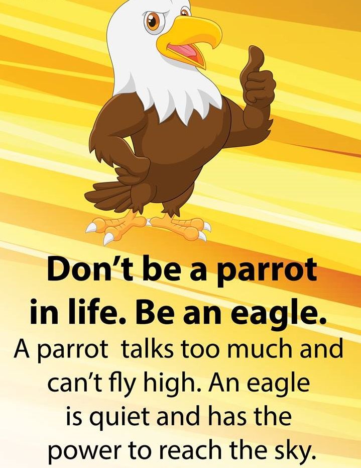 Don t be a parrot in life be an eagle Don T Be A Parrot In Life Be An Eagle Steemit