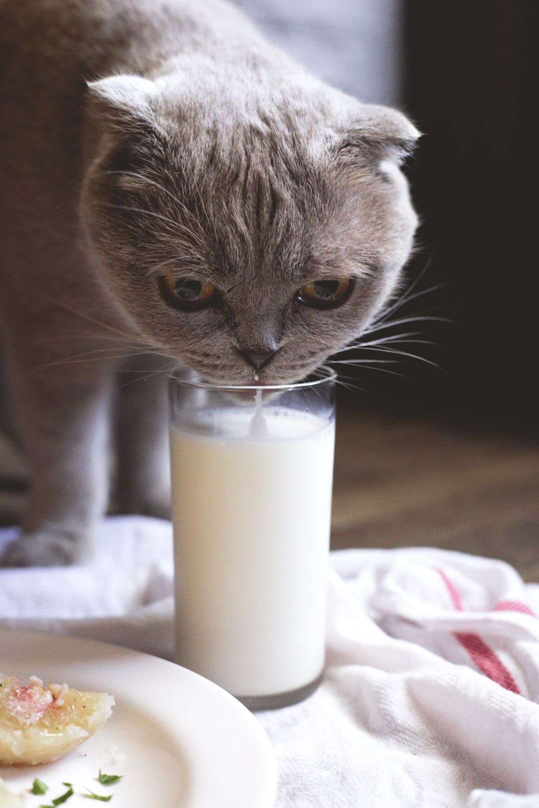 Можно кошке сливочное масло. Кошка и сливки. Котик ест сливки. Коты едят сливки. Кошка в сливках.