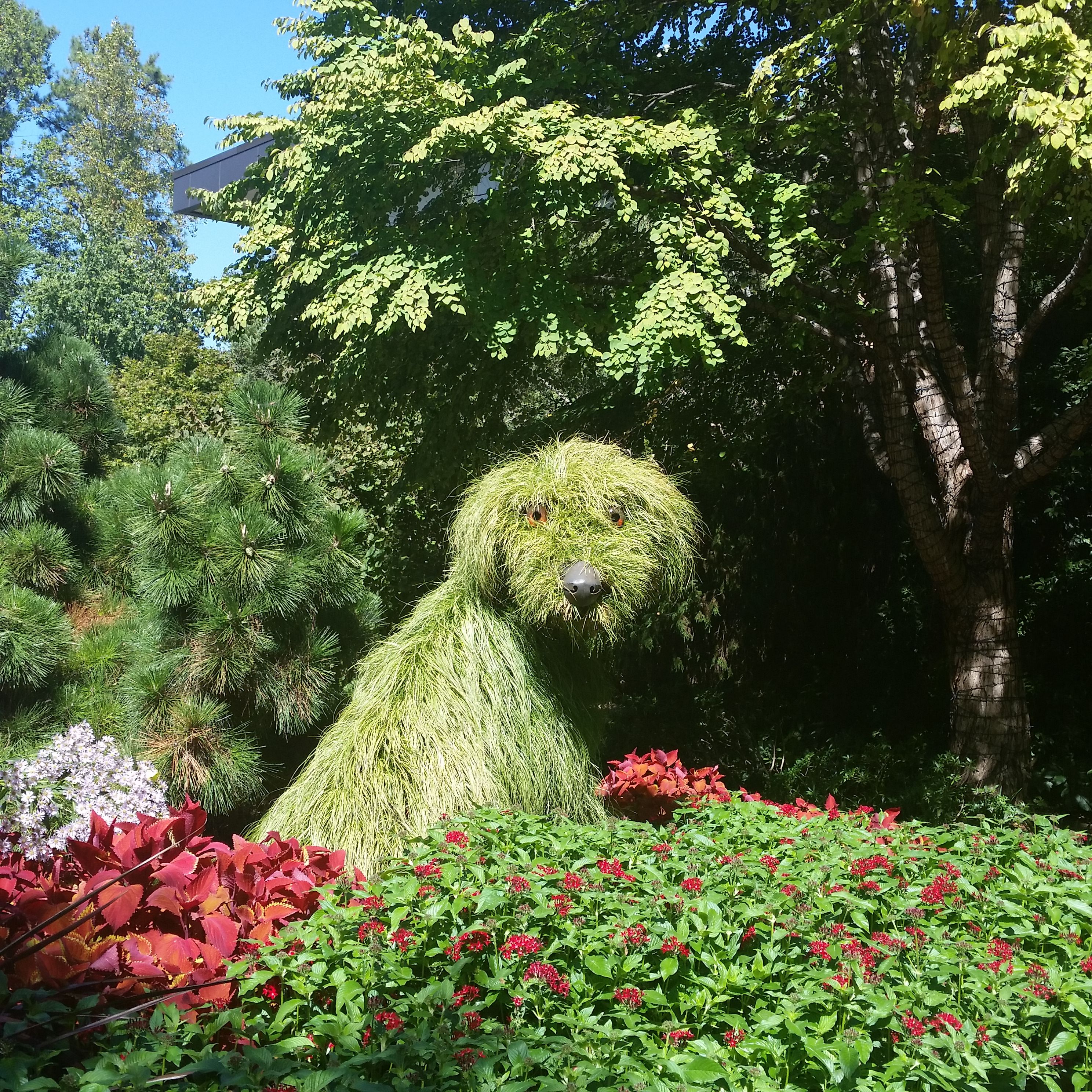 shaggy_dog_atl_bot_garden.jpg