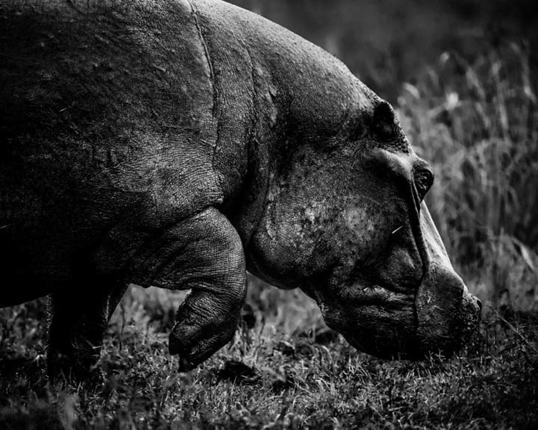 5838-Hippo_walking_on_the_river_bank_Laurent_Baheux_xgaplus.jpg