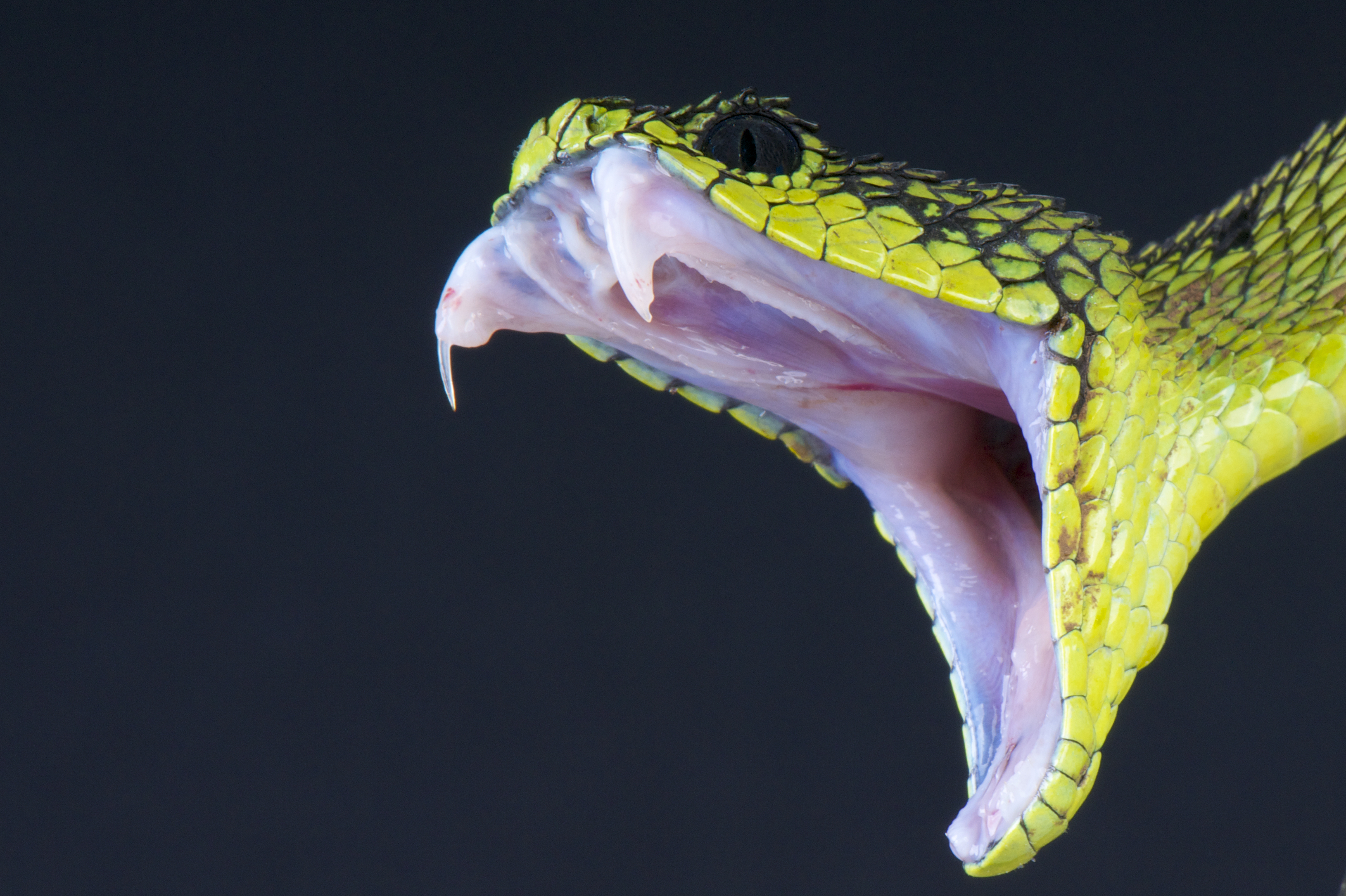 snake-fangs.jpg