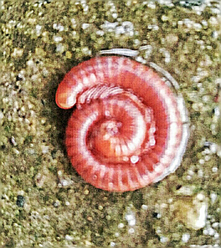 Millipede Kaki Seribu Steemit